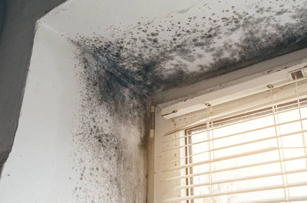 Affordable Mold Inspection And Testing solutions in Central Lake, MI