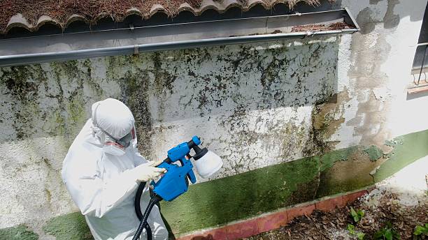 Top rated local Mold Inspection And Testing specialists in Central Lake, MI
